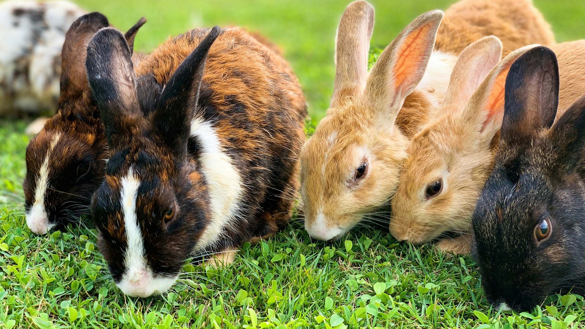 Vacanze in fattoria in Alto Adige, con animali e giochi