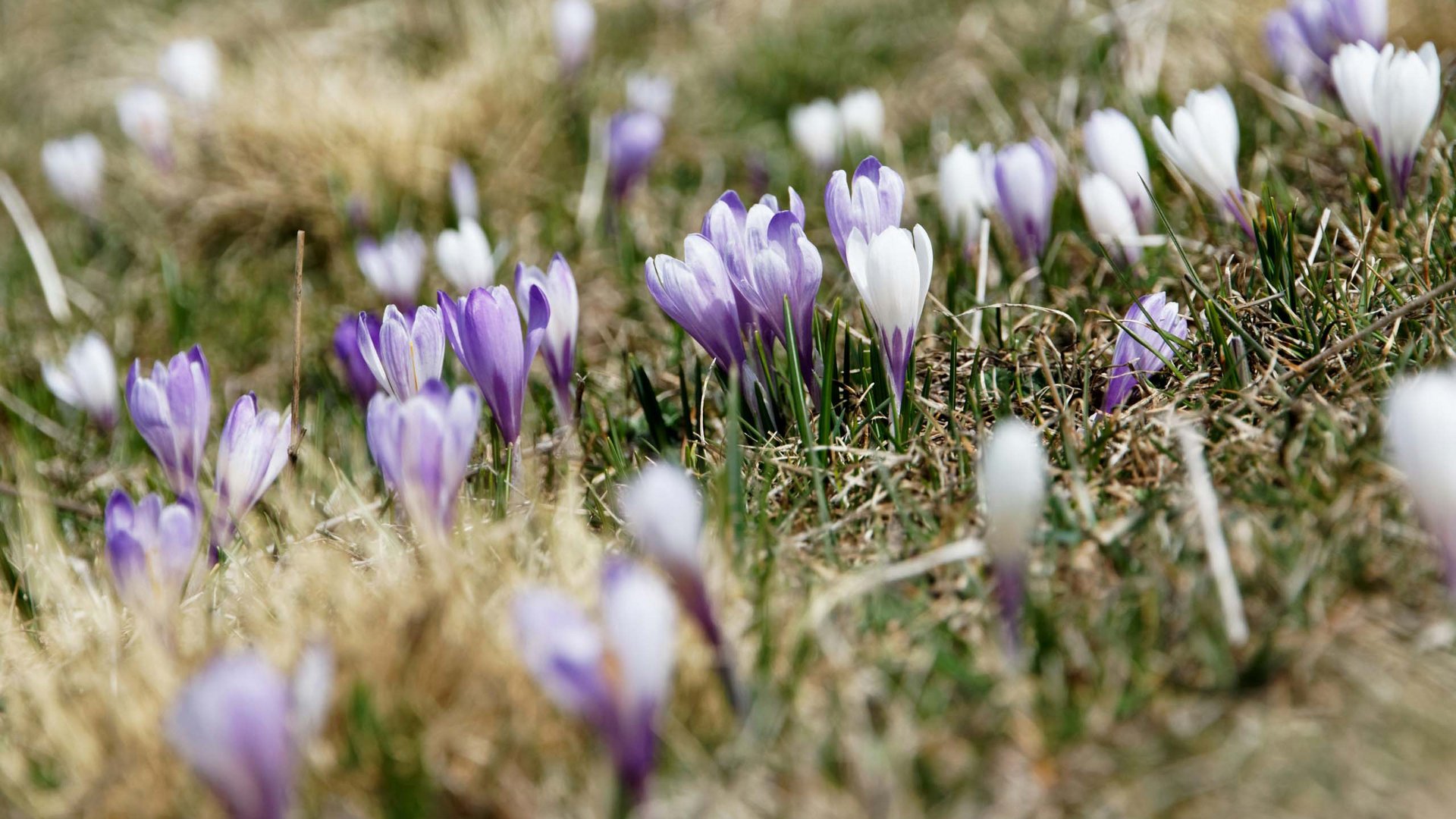 Semplicemente magica: la primavera in Alto Adige